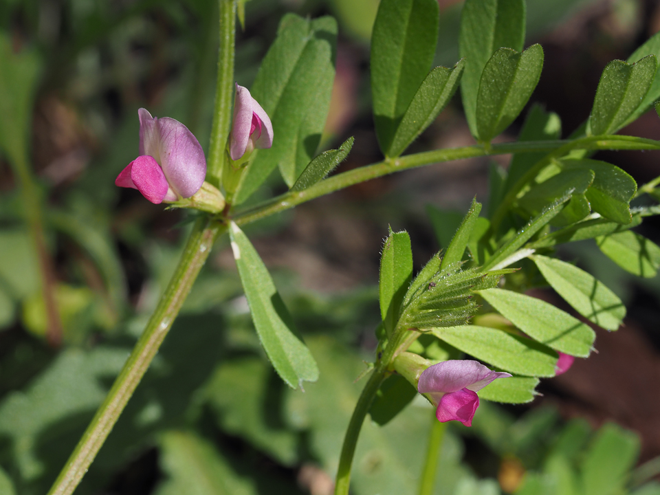 Vicia Sativa L Subsp Nigra L Ehrh