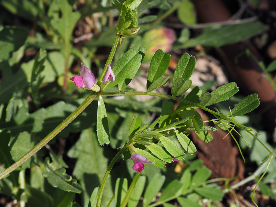 Vicia Sativa L Subsp Nigra L Ehrh