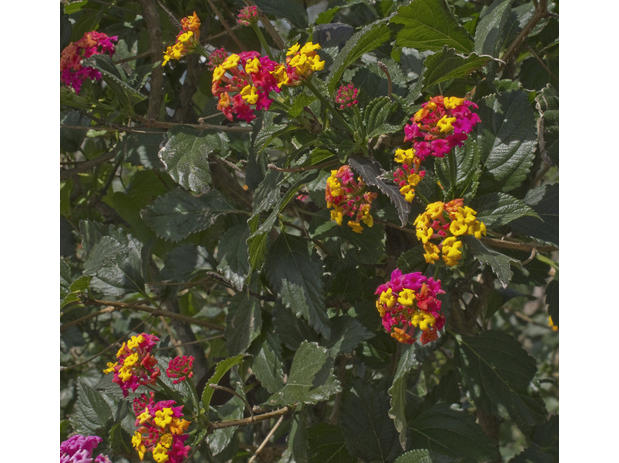 Lantana Camara L